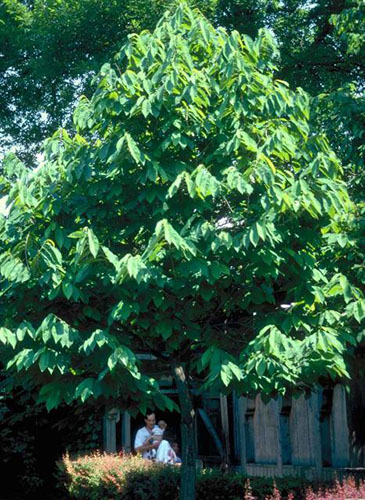 PawPaw Tree-1